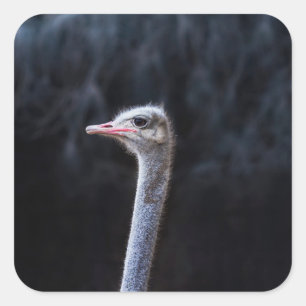 ostrich portrait square sticker