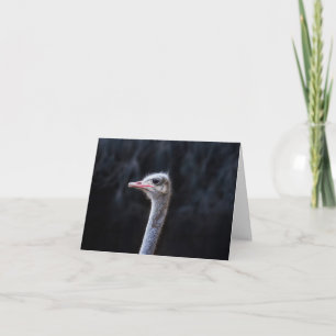 ostrich portrait thank you card