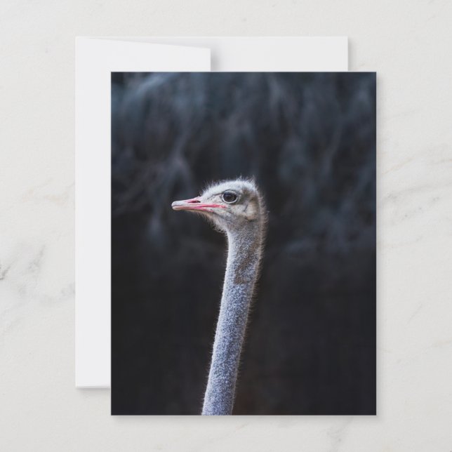 ostrich portrait  thank you card (Front)
