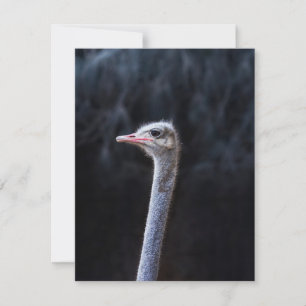 ostrich portrait thank you card