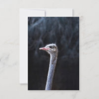 ostrich portrait