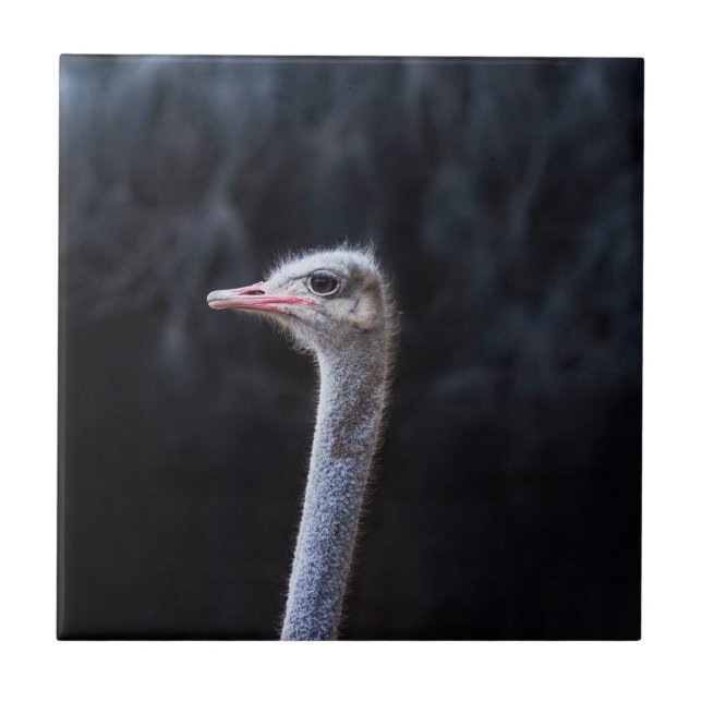 ostrich portrait    tile (Front)