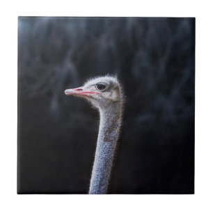 ostrich portrait tile