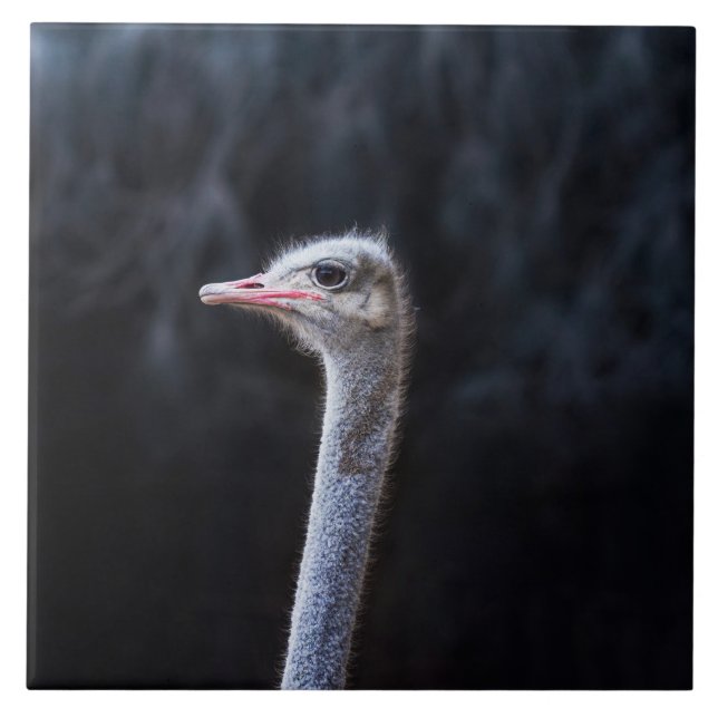 ostrich portrait   tile (Front)