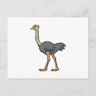 Ostrich Postcard