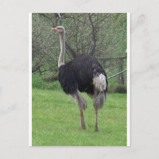 Ostrich Postcard
