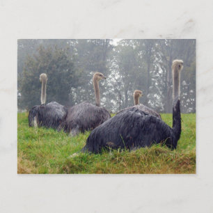Ostrich Postcard