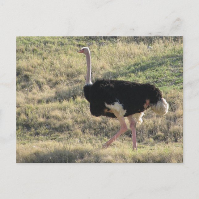 Ostrich Postcard (Front)
