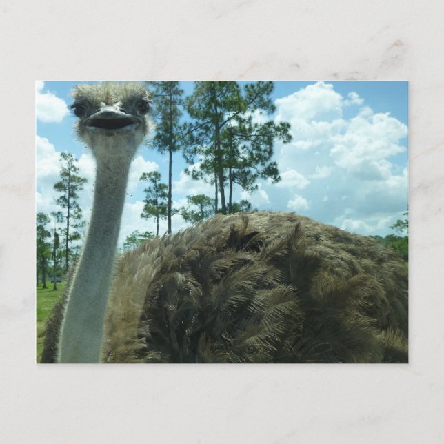 Ostrich Postcard (Front)