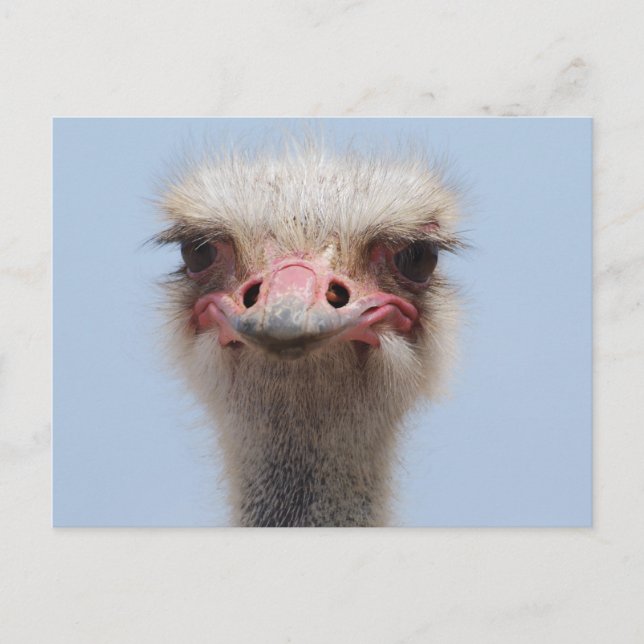 Ostrich Postcard (Front)