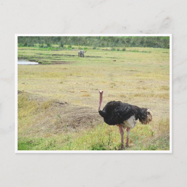 ostrich postcard (Front)