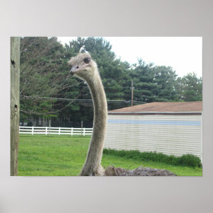Ostrich Poster