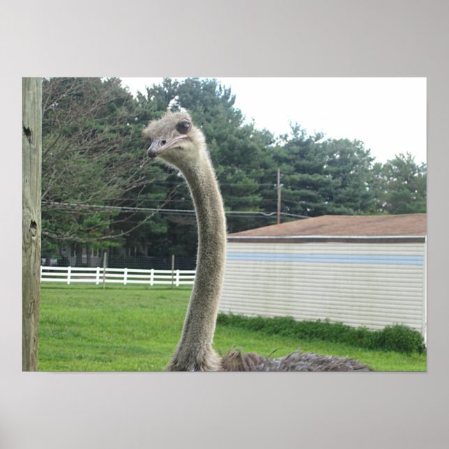 Ostrich Poster (Front)