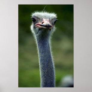 Ostrich Poster