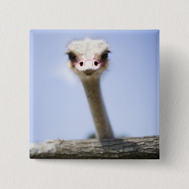 Ostrich Speak 15 Cm Square Badge (Front)