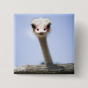 Ostrich Speak 15 Cm Square Badge