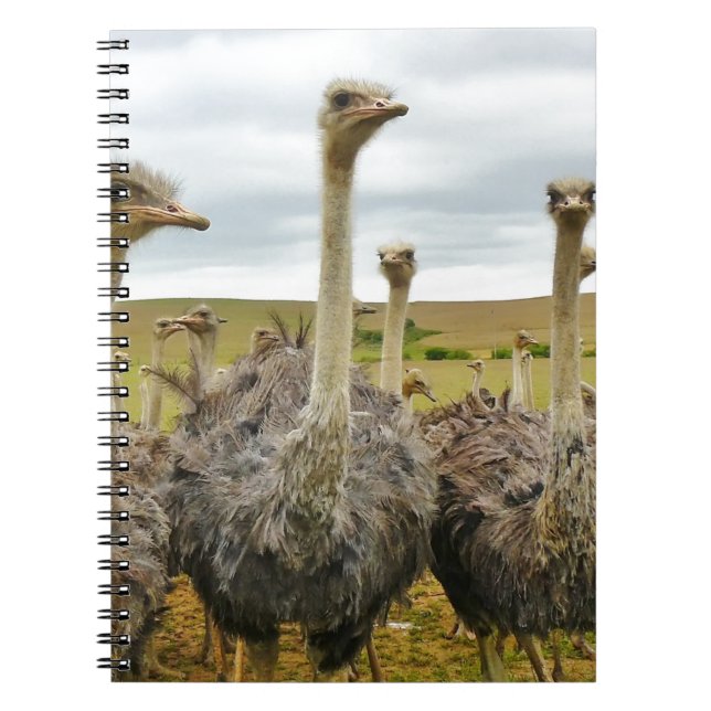 ostrich spiral notebook (Front)