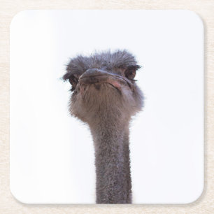 ostrich square paper coaster