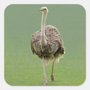 Ostrich Square Sticker