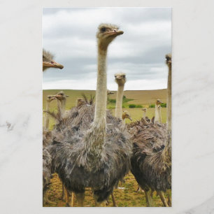 ostrich stationery