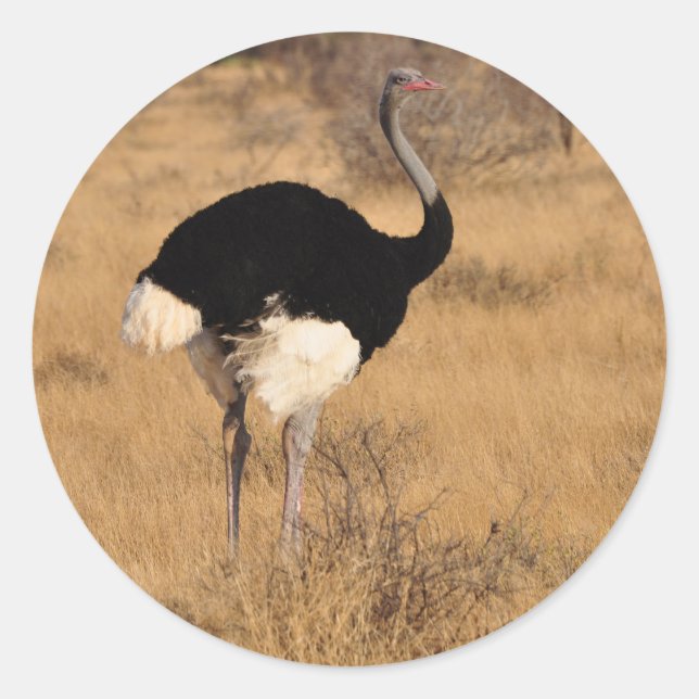 Ostrich Sticker 1 (Front)