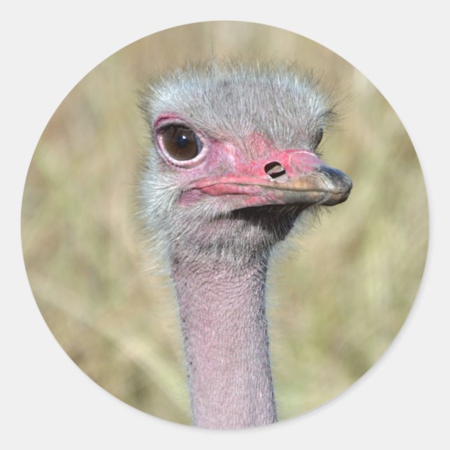 Ostrich Sticker 2 (Front)