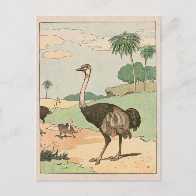 Ostrich Storybook Drawing Postcard (Front)