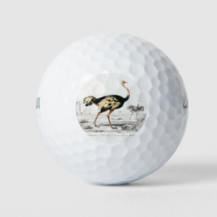 Ostrich Struthio Flightless Illustration Golf Balls