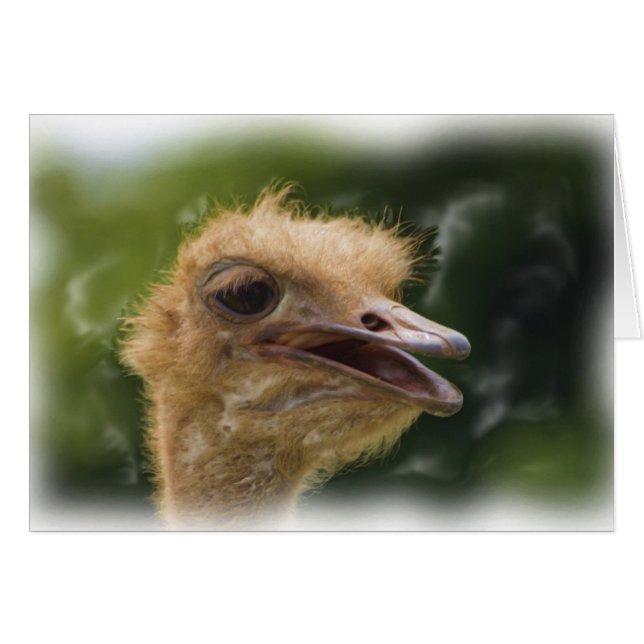 Ostrich Talk Card (Front Horizontal)