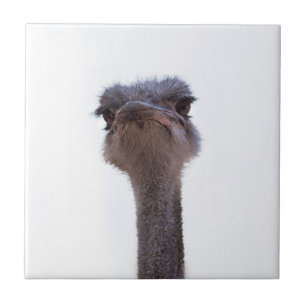 ostrich tile