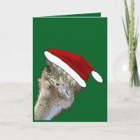 Ostrich Wearing Santa Hat Christmas Zoo Animal