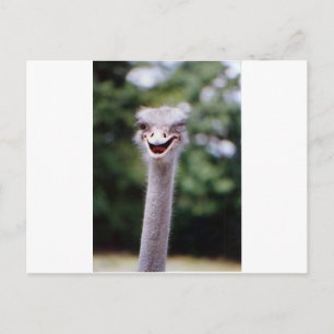 Ostrich Winking - Funny Postcard