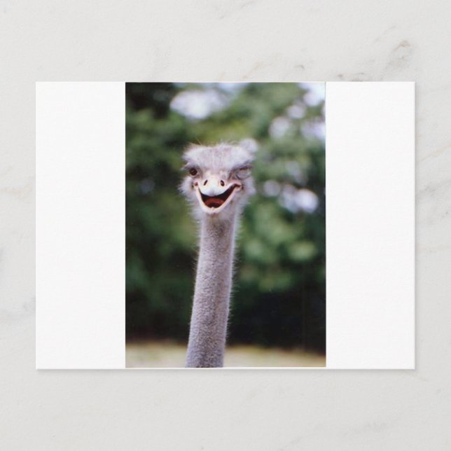 Ostrich Winking - Funny Postcard (Front)