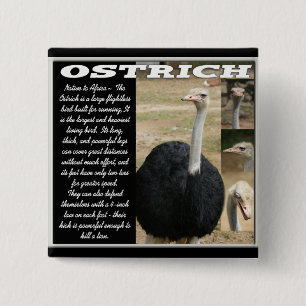 OSTRICH with Description 15 Cm Square Badge