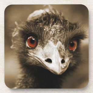 Ostriches Look coasters