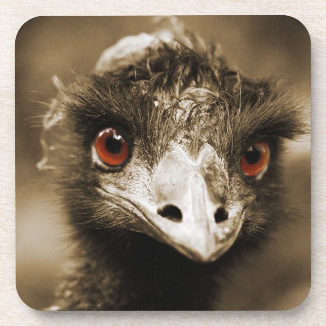Ostriches Look coasters (Front)