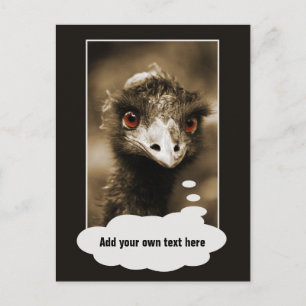 Ostriches Look custom text postcard