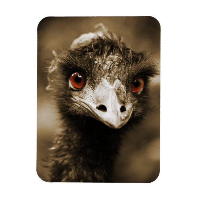 Ostriches Look magnet (Vertical)