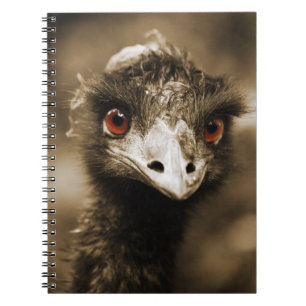 Ostriches Look notebook