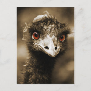 Ostriches Look postcard