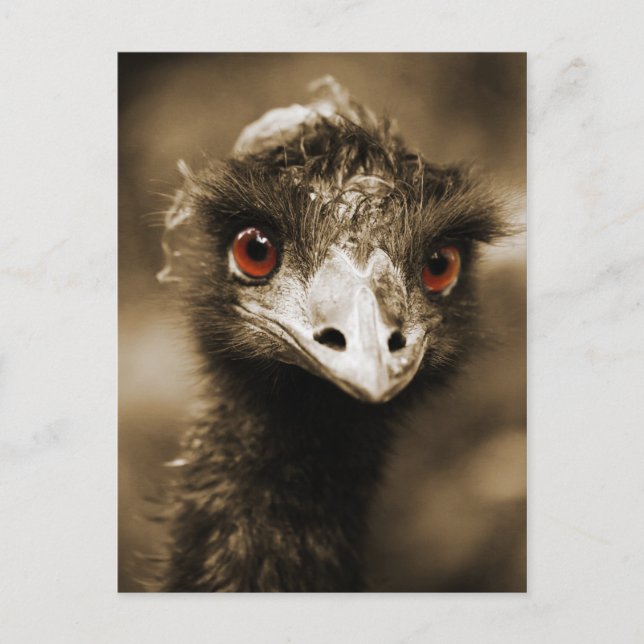 Ostriches Look postcard (Front)