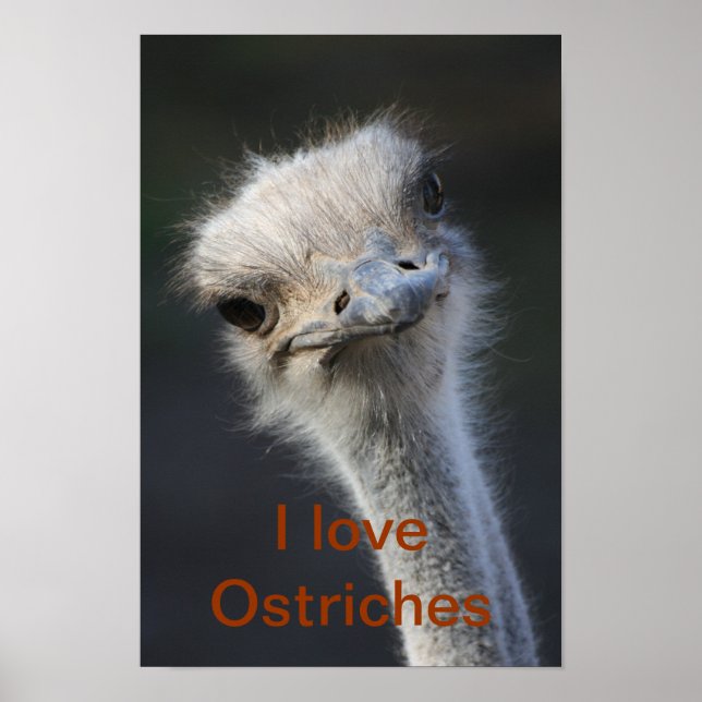 ostriches poster (Front)