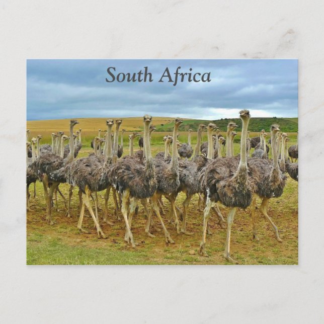Ostriches South Africa Postcard (Front)