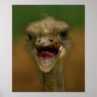 Ostrich's Embrace