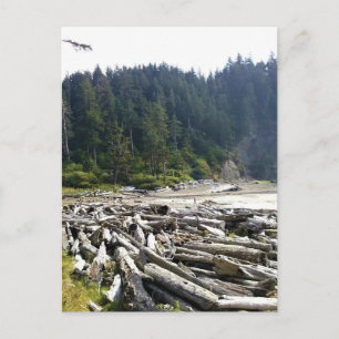 Oswald West State Park, Oregon Coast Postcard