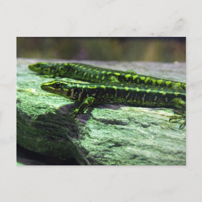 Otago Skink Postcard (Front)