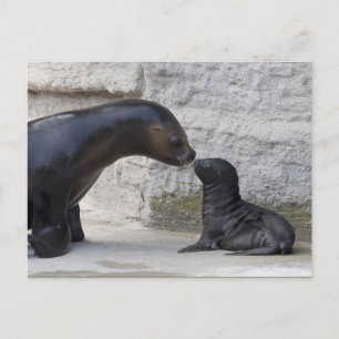 Otaria flavescens postcard