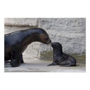 Otaria flavescens poster