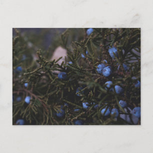 "Other Blue Worlds" Postcard