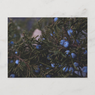 "Other Blue Worlds" Postcard